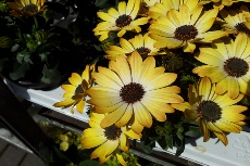 Topfblumen Bilder15