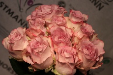 Rosen Bilder4