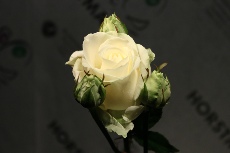 Rosen Bilder15