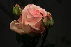 Rosen Bilder13