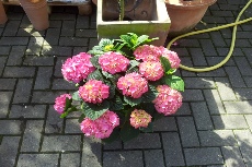 Topfblumen Bilder6