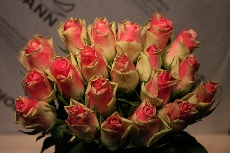 Rosen Bilder7